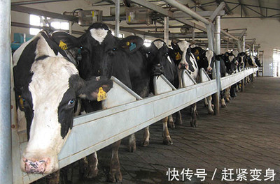和平乳業(yè)逆勢崛起,企業(yè)再造又創(chuàng)第一,這才是真正的大機會